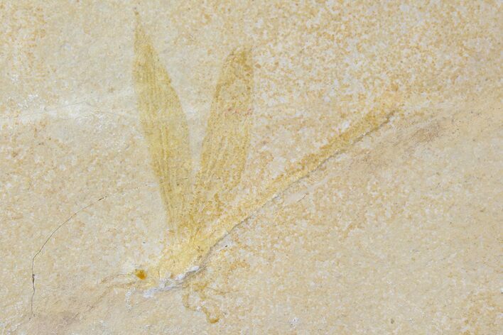 Fossil Dragonfly (Tharsophlebia) - Solnhofen Limestone #77951